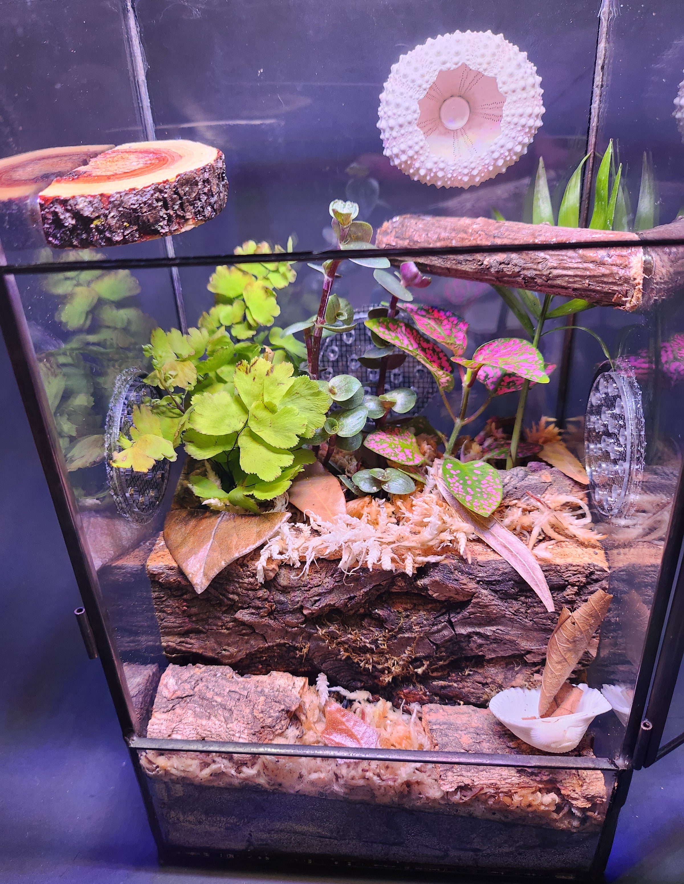 Complete Bioactive Terrarium Kit also includes enclosure, 3 Plants ...