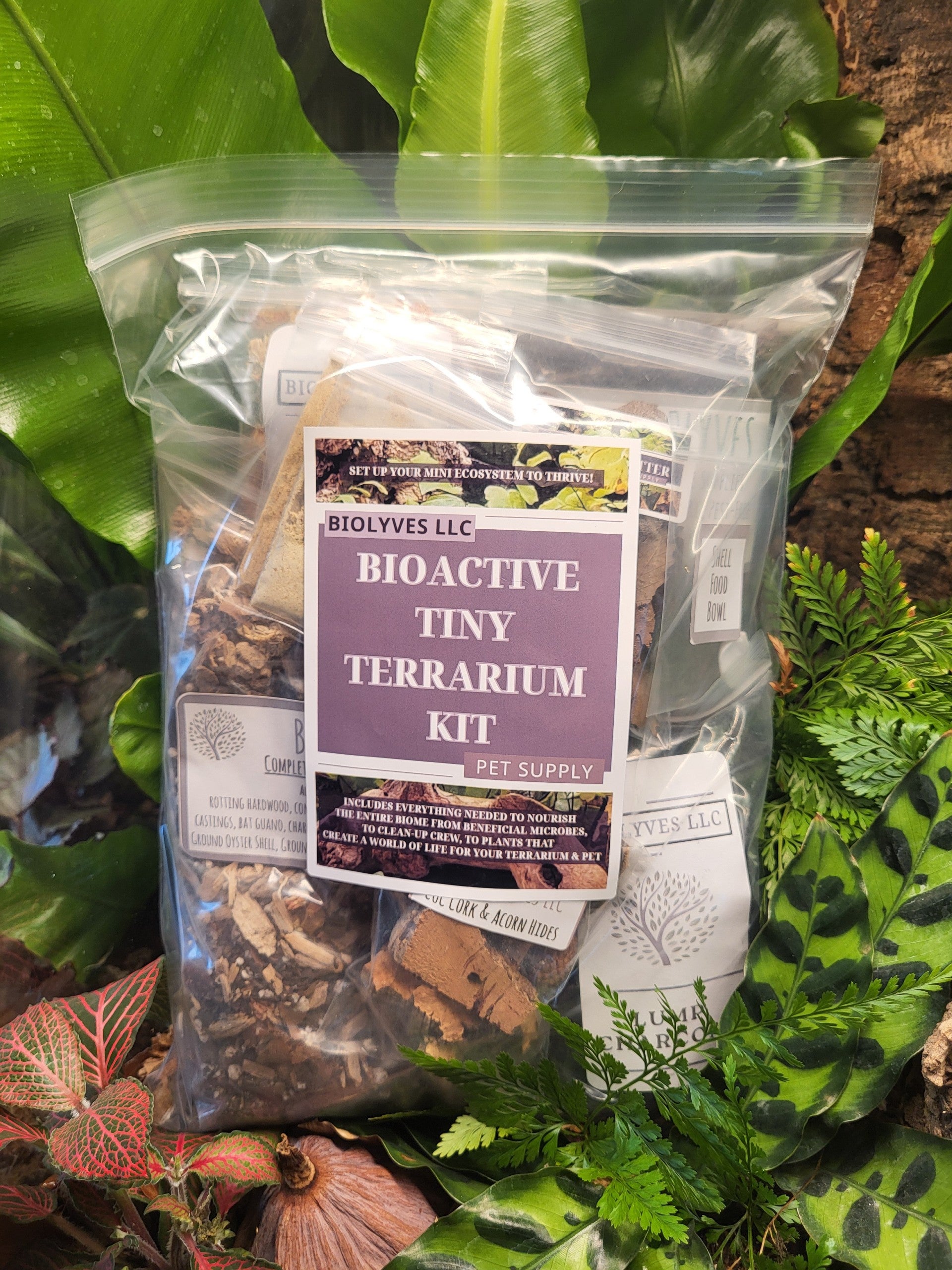 Bioactive Tiny Terrarium and Jumping Spider Kit | BIOLYVES LLC