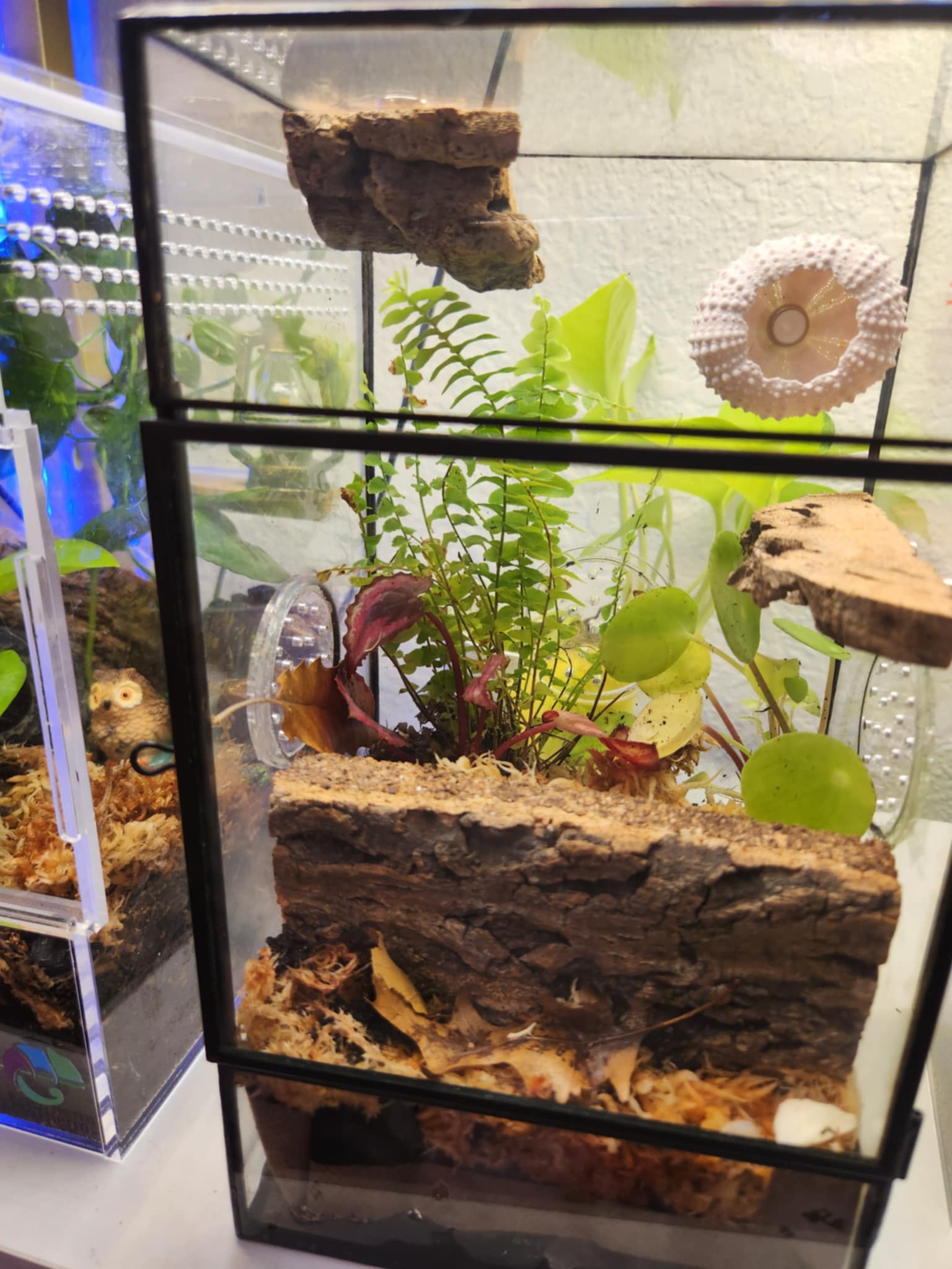 Complete Bioactive Terrarium Kit also includes enclosure, 3 Plants ...