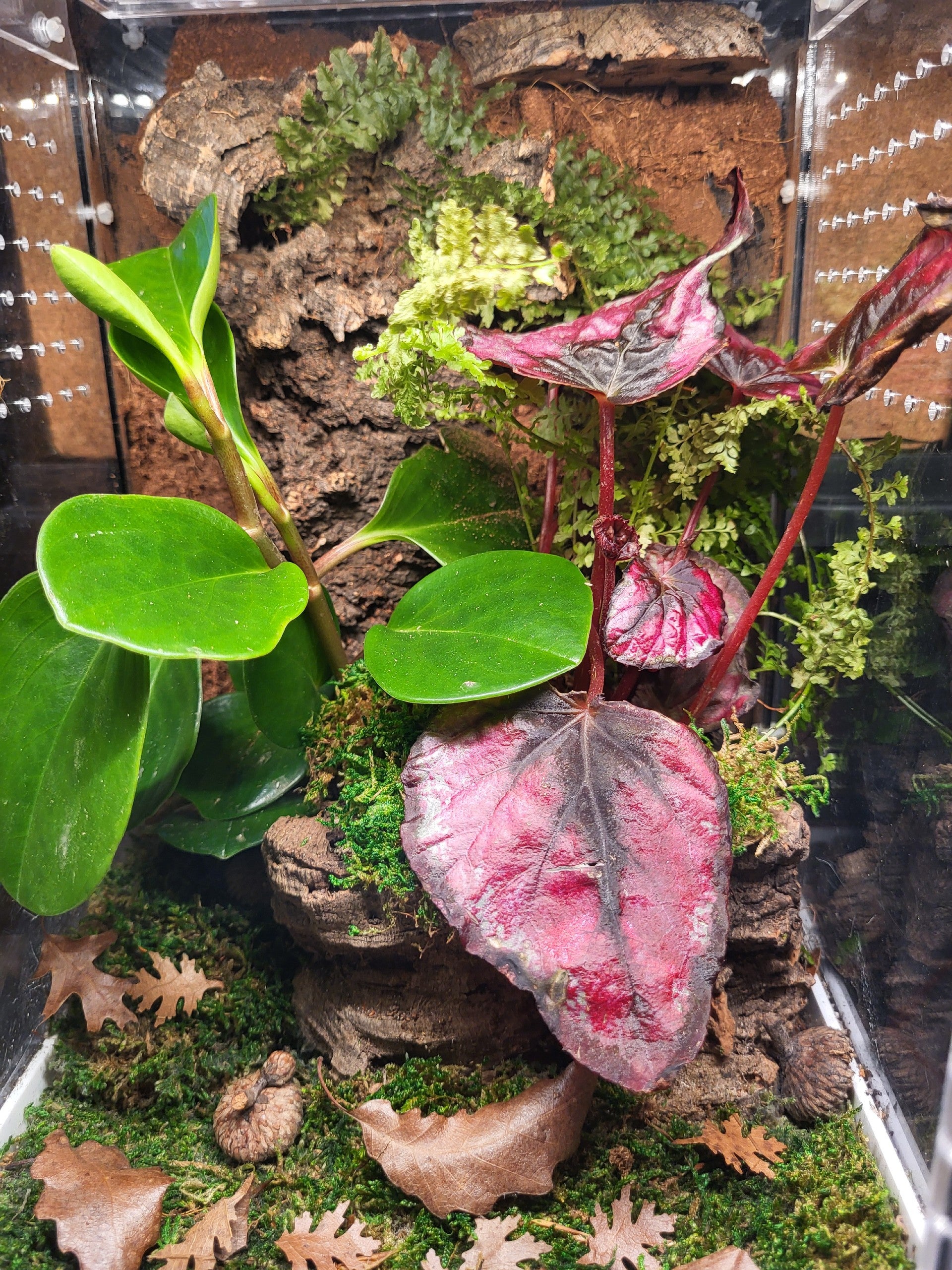 Bioactive Tiny Terrarium and Jumping Spider Kit | BIOLYVES LLC