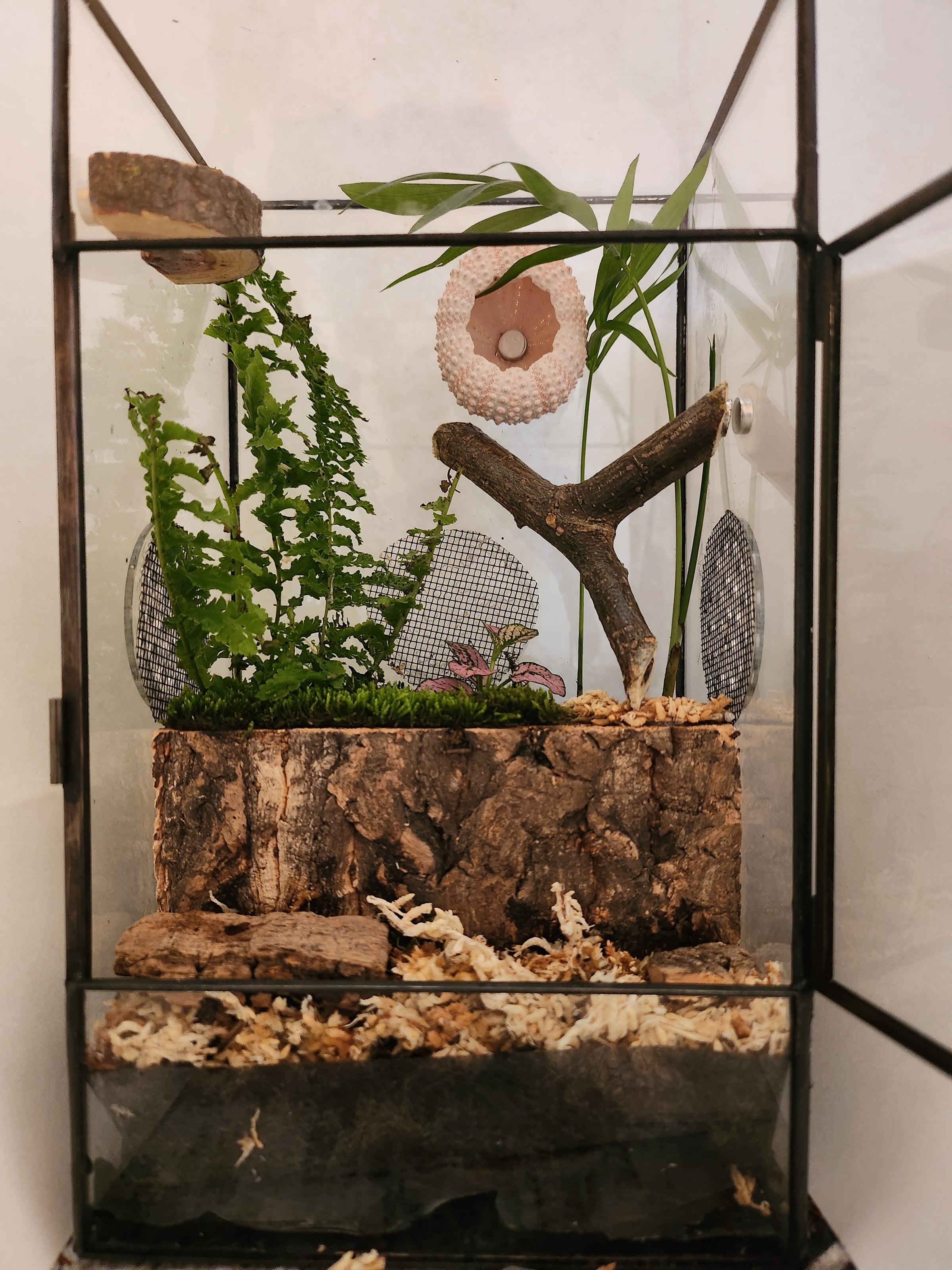 Complete Bioactive Terrarium Kit also includes enclosure, 3 Plants ...