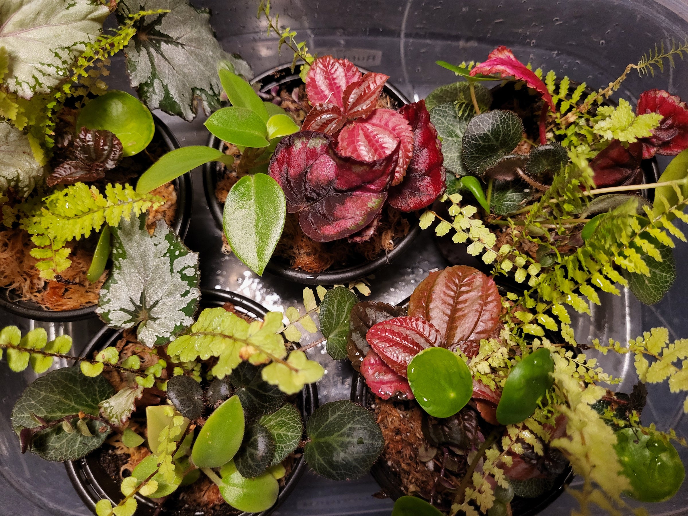 Complete Bioactive Terrarium Kit also includes enclosure, 3 Plants ...