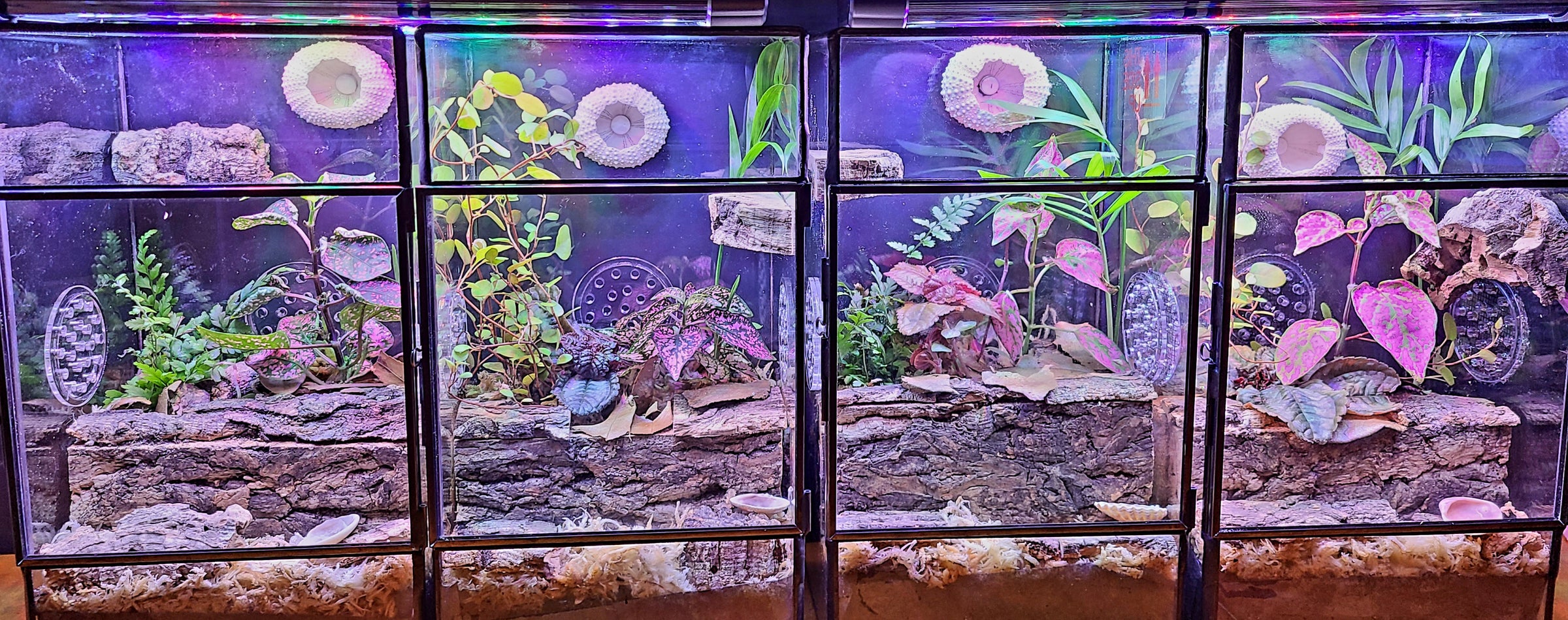 Complete Bioactive Terrarium Kit also includes enclosure, 3 Plants ...