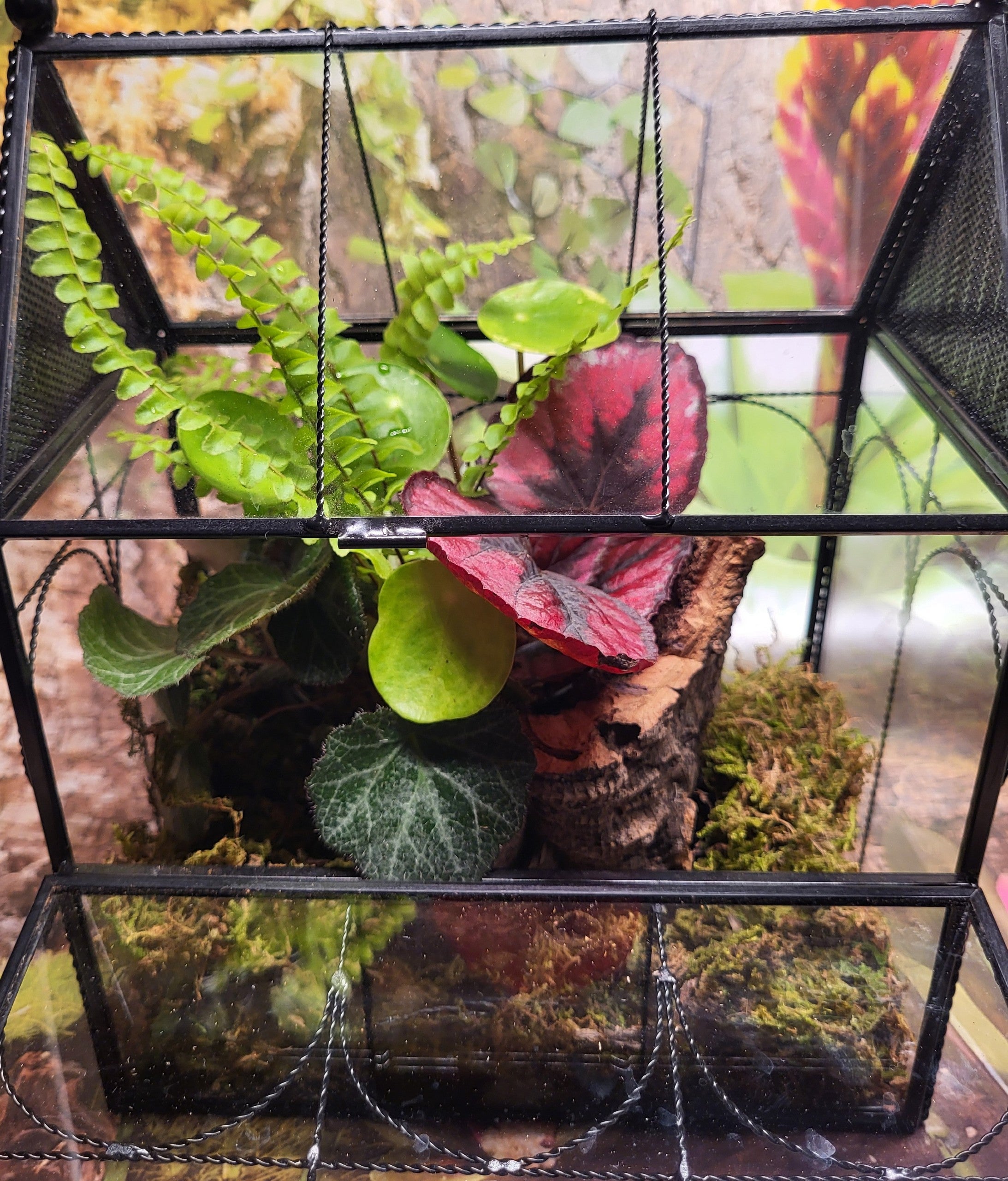 Bioactive Tiny Terrarium and Jumping Spider Kit | BIOLYVES LLC