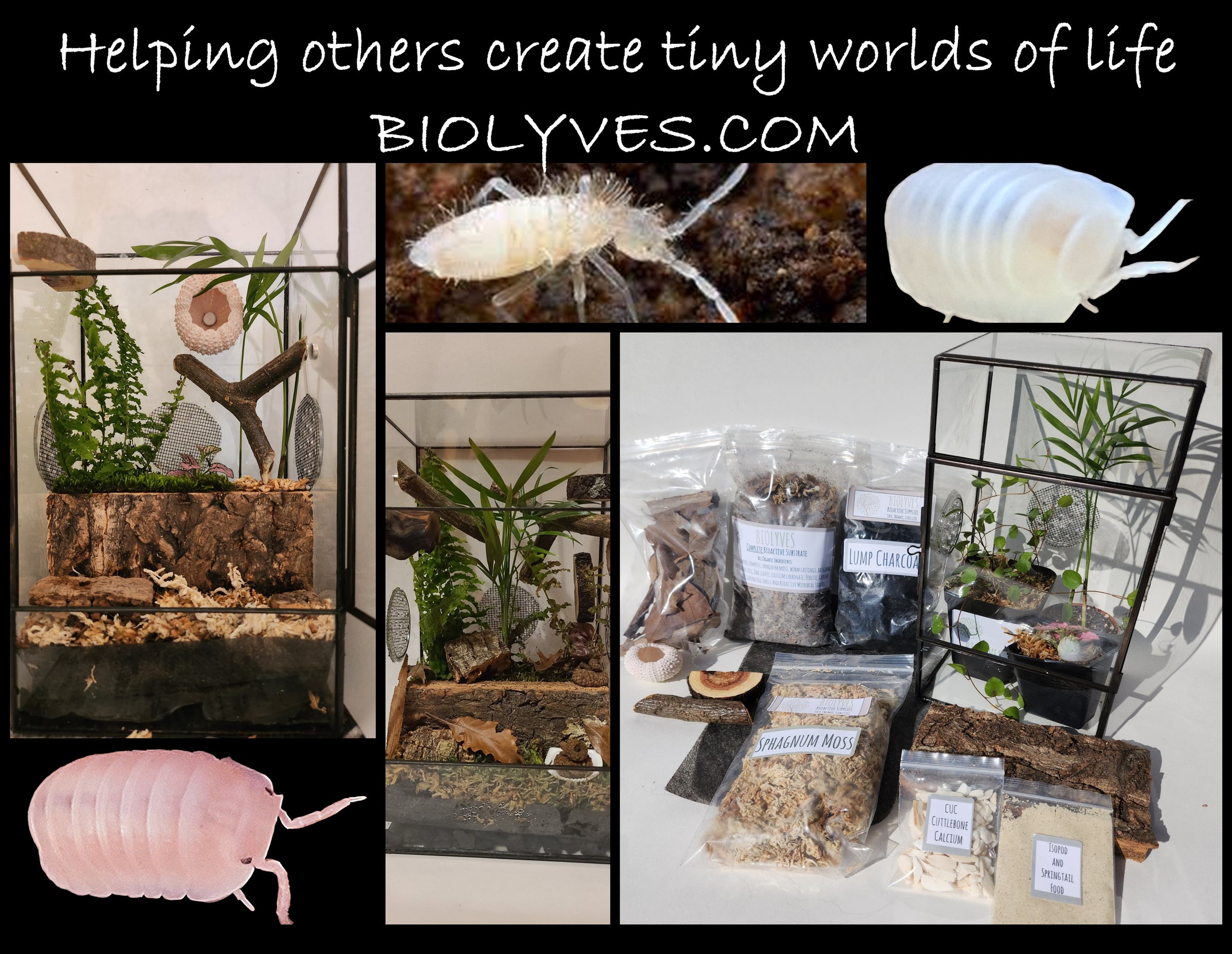 complete-bioactive-terrarium-kit-also-includes-enclosure-3-plants