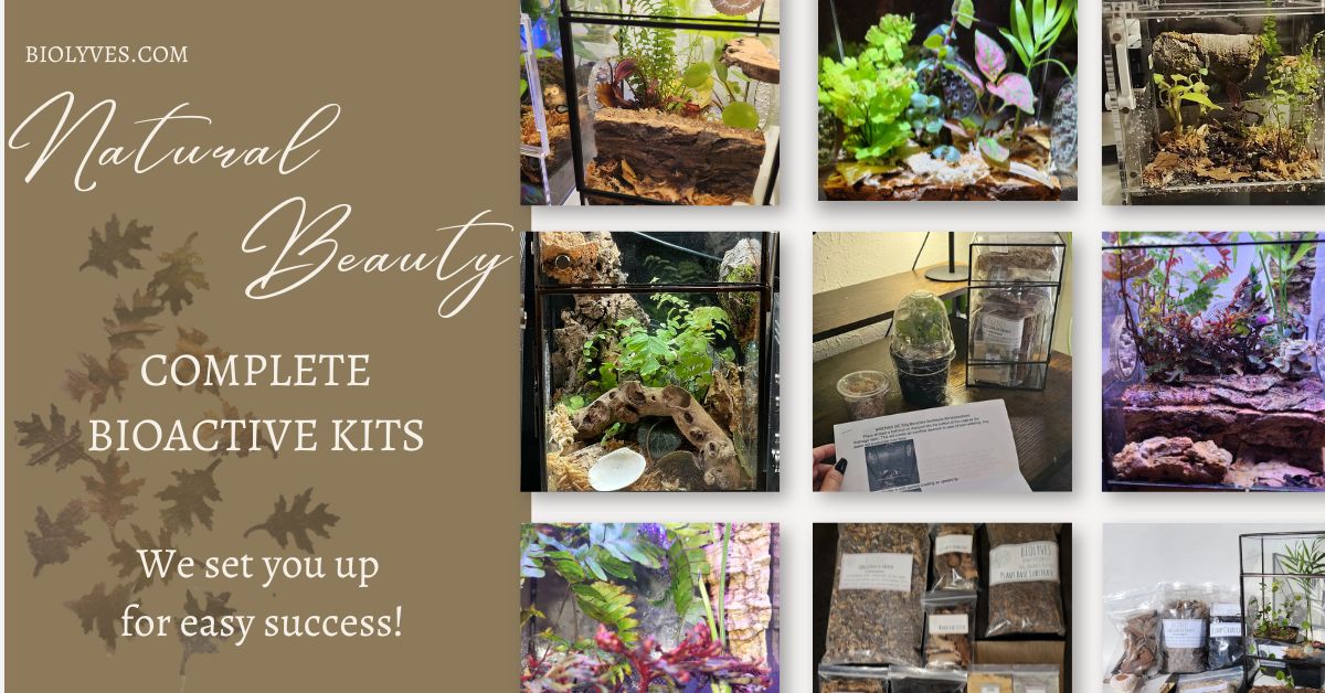 Complete Bioactive Terrarium Kit also includes enclosure, 3 Plants ...