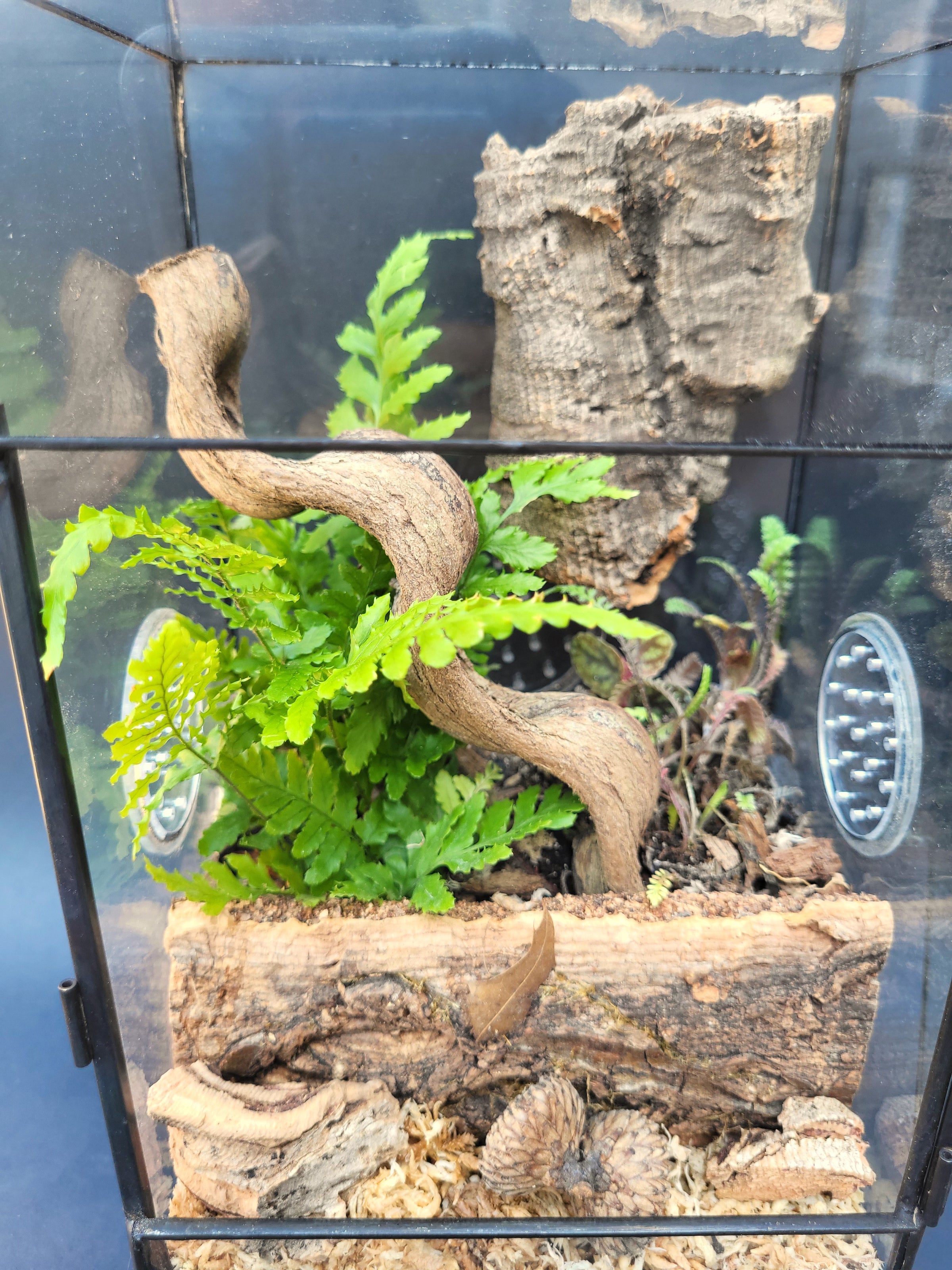 Complete Bioactive Terrarium Kit also includes enclosure, 3 Plants ...